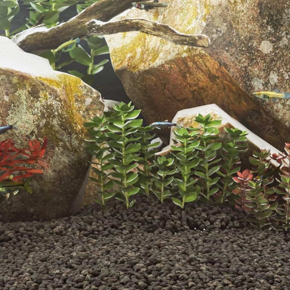 10 kg zwart, 1-2 cm vulkaansteen voor aquarium, tuin, bloembed, landschapsarchitectuur, lavasteen voor een schonere en gezondere habitat, lavasteen, lavamulch