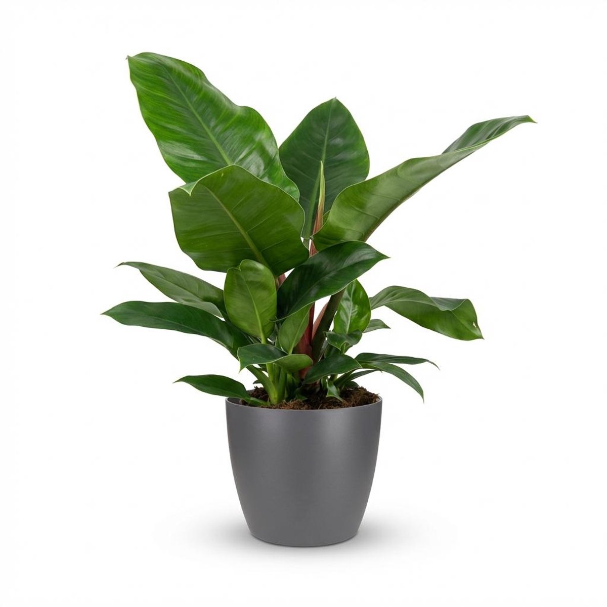 Plantenboetiek.nl | Philodendron - Philodendron Imperial Green - Groen - Weinig onderhoud - met Potter Grijs - Ø19cm - 55-65cm hoog - Kamerplant - Groenblijvend