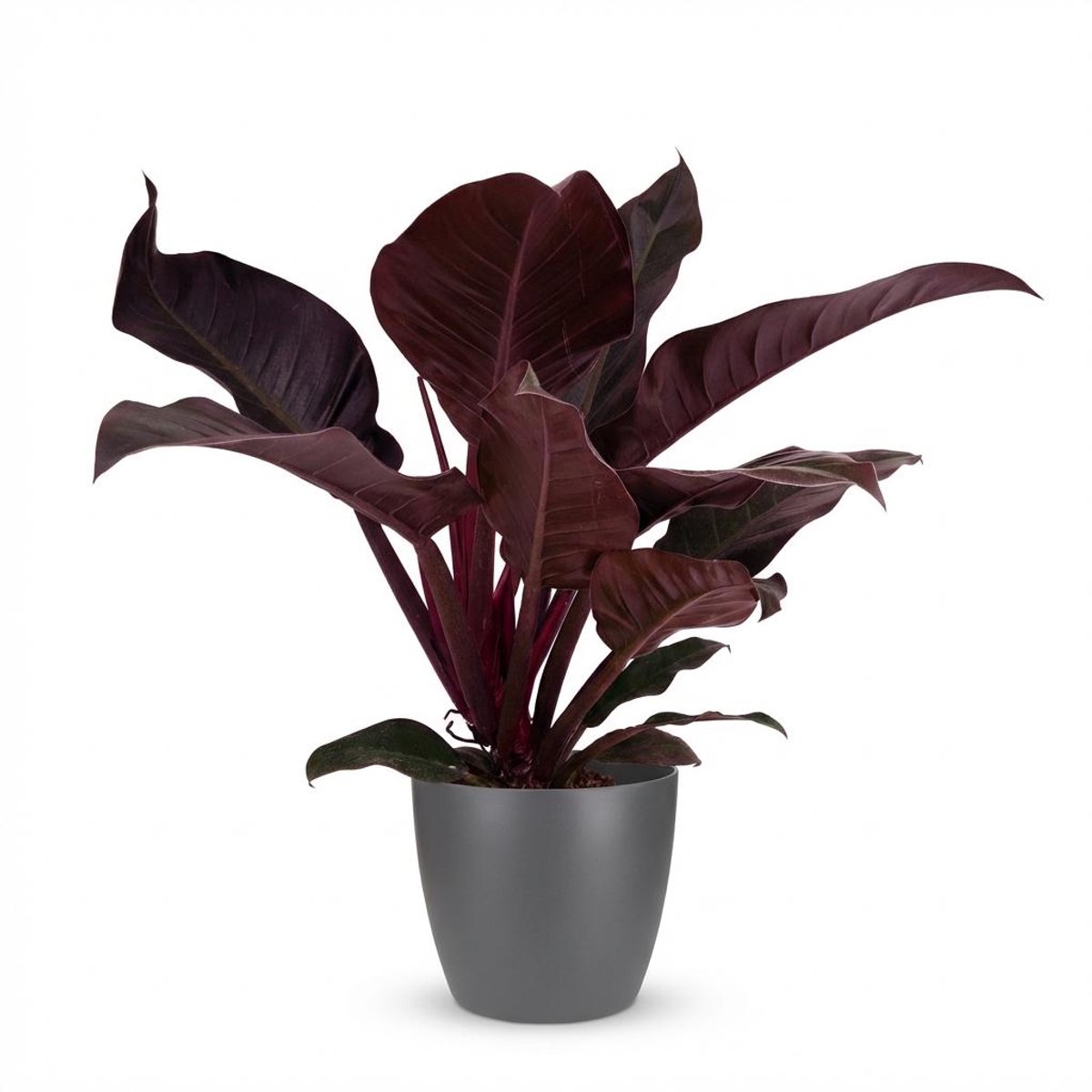 Plantenboetiek.nl | Philodendron - Philodendron Imperial Red - Rood - Weinig onderhoud - met Potter Grijs - Ø19cm - 50-60cm hoog - Kamerplant - Groenblijvend