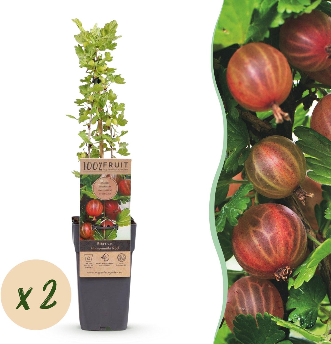 Plantenboetiek.nl | Ribes uva-crispa Hinnonmäki Röd - Kruisbes - Winterhard - Rode Bes - 2 Planten - Ø15cm - 40-50cm hoog - Tuinplant