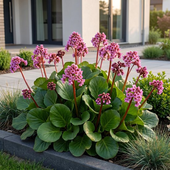 Een volgroeide bergenia cordifolia met donkergroene bladeren en paarse stelen met roze bloemen in een tuin.