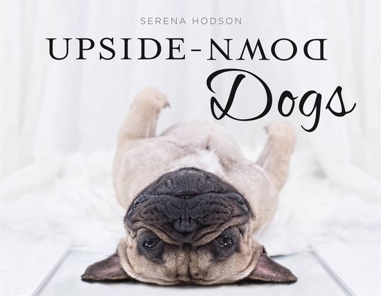 Een Franse Bulldog met een beige vacht ligt op zijn rug op een witte, harige ondergrond. Tekst: SERENA HODSON UPSIDE-DOWN Dogs.