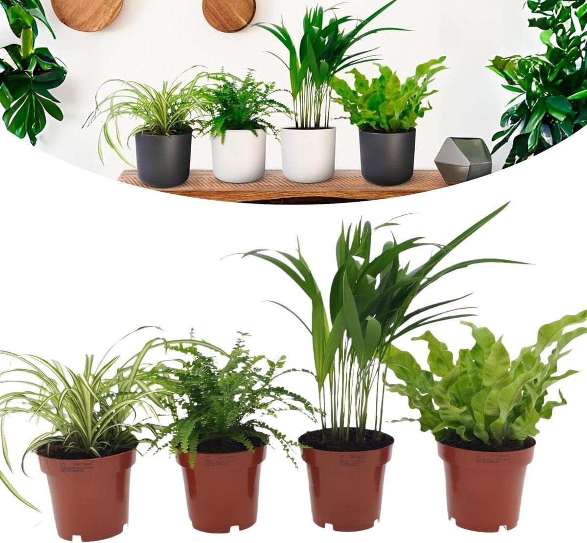 SnelShoppen - Happy Plants Luchtzuiverende Kamerplanten Set van 4 - Graslelie, Areca Palm, Nestvaren, Antennevaren - Gezonde Groene Planten met Pot -