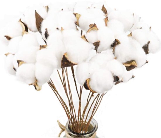 Omgoods - Set van 20 Natuurlijke Drogen Katoentakken voor Decoratie