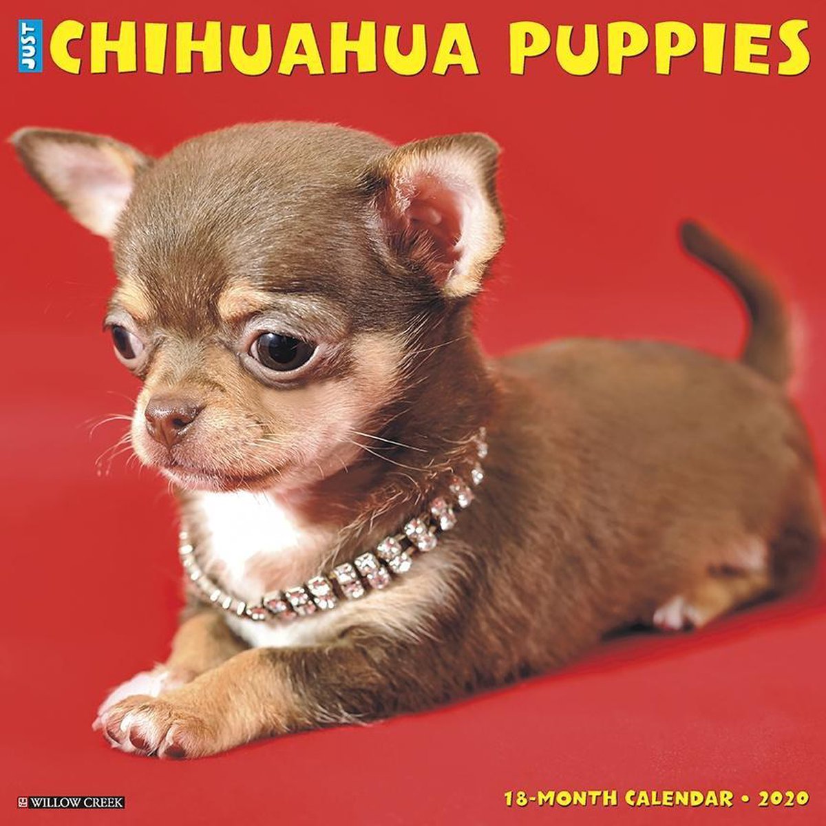Chihuahua Puppies Kalender 2020