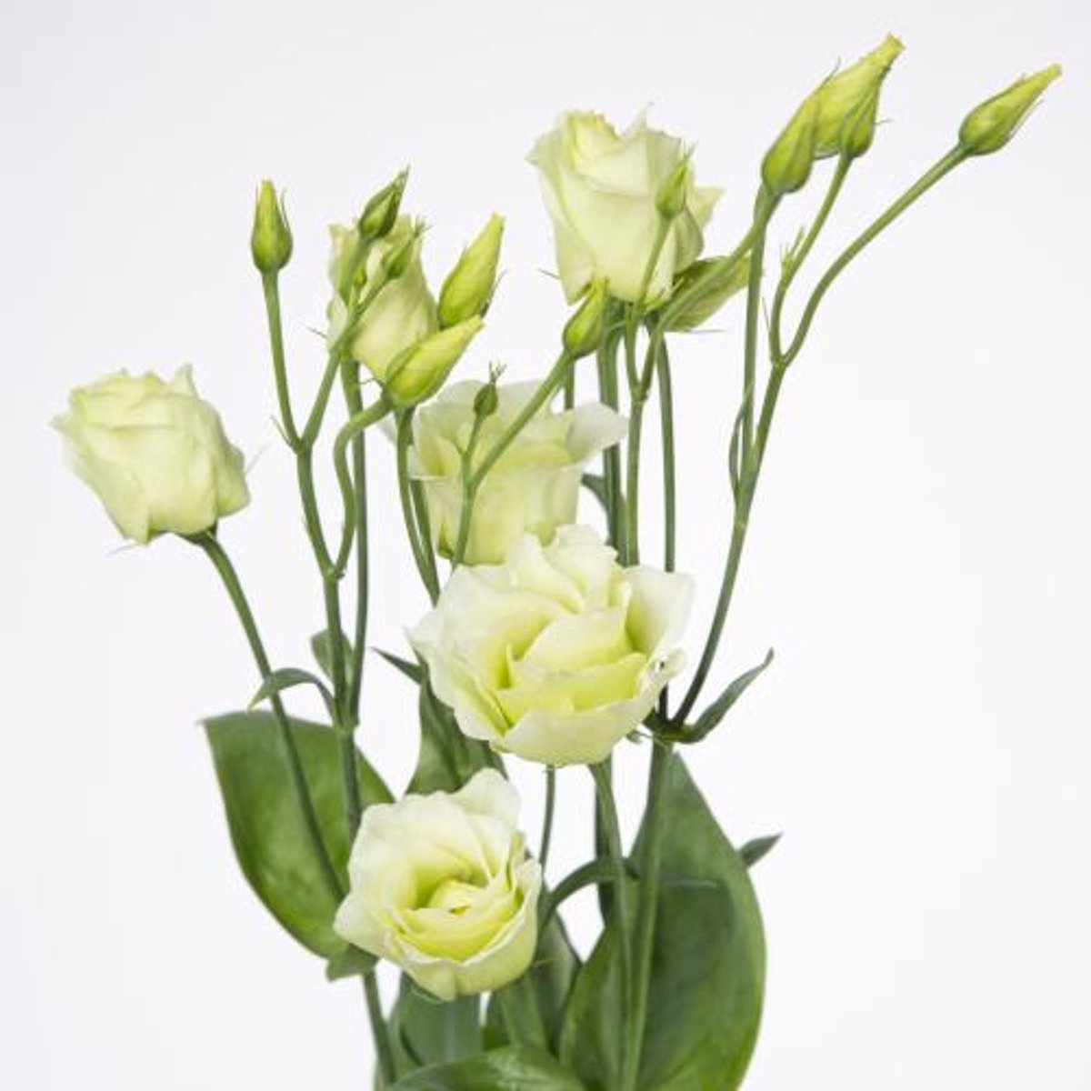 10x Eust.rosita green du 70cm