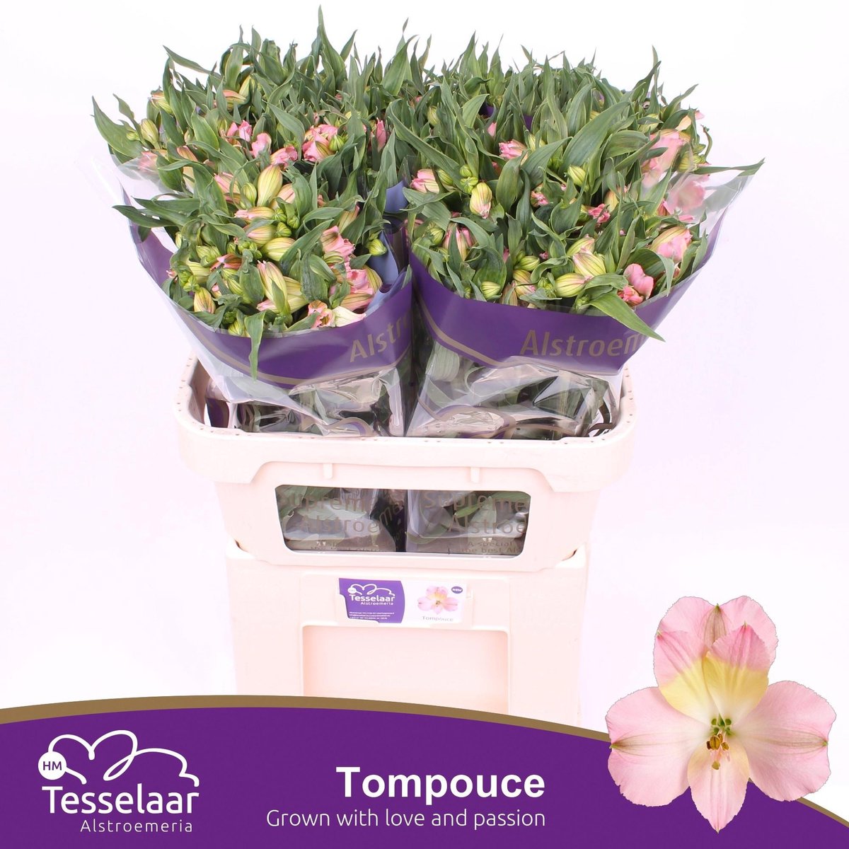 10x Alstroemeria tompouce 70cm