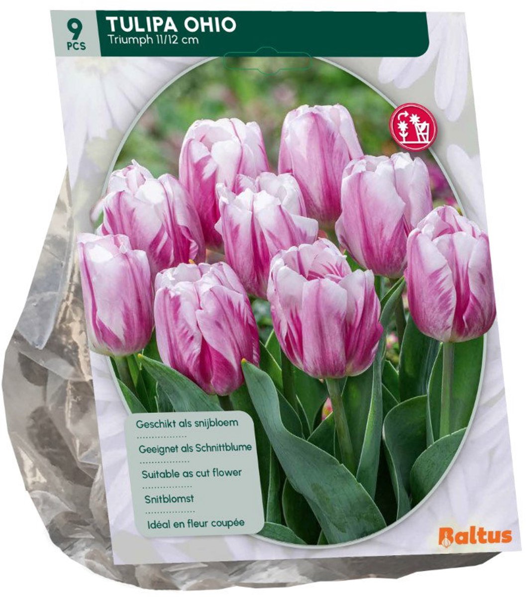 Tulipa Ohio, Triumph 9 stuks bloembollen Baltus