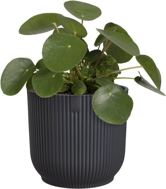 Donkere, geribbelde bloempot met een Pilea peperomioides plant met ronde bladeren.