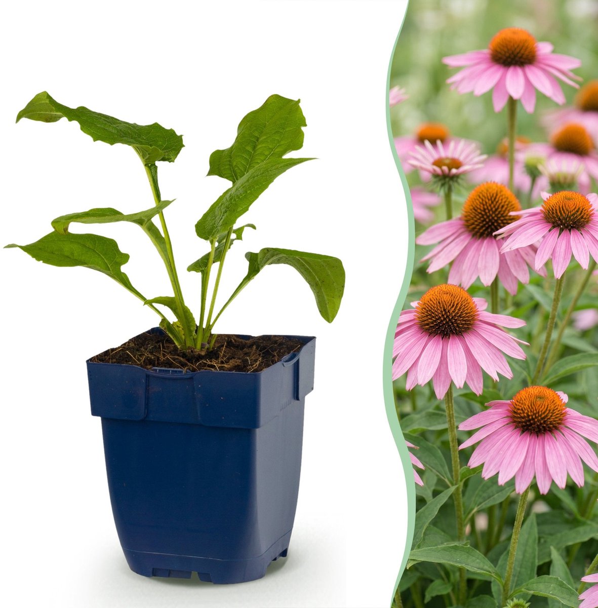 Green boutiQ - Vasteplant - Echinacea purp. Magnus - Zonnehoed - Bijen- en vlinderlokkers - Roze - 12 Planten - Pot 11cm - Hoogte 15-25cm