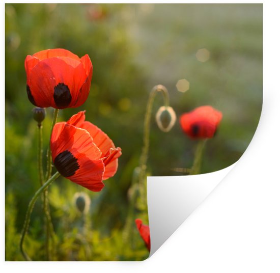 Een muursticker met vier rode klaprozen met zwarte kernen, tegen een zacht wazige groene achtergrond.