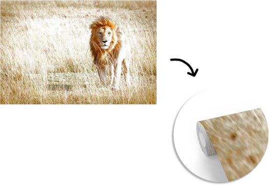 Papier Peint - Papier peint photo Lions - Afrique - Herbe - Largeur 360 cm x Hauteur 240 cm