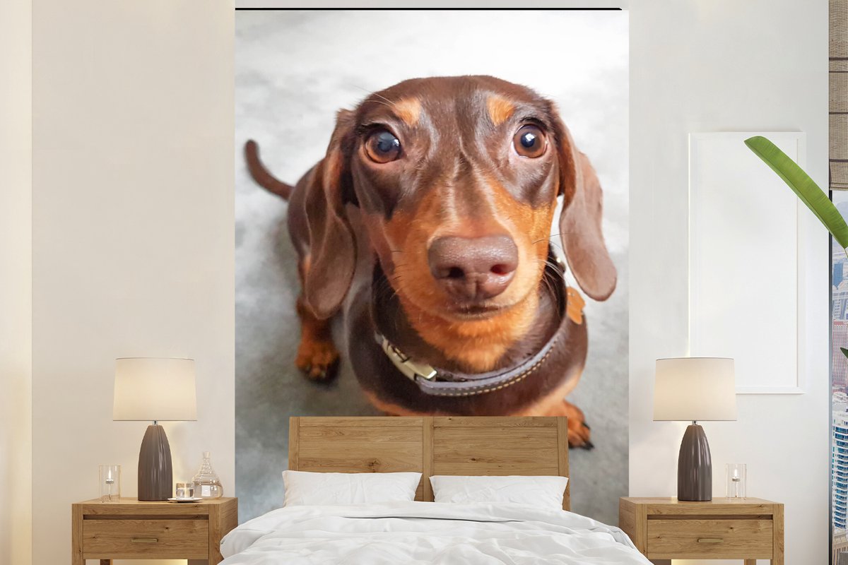 Behang - Fotobehang Close up van het hoofd van een Teckel - Breedte 155 cm x hoogte 240 cm