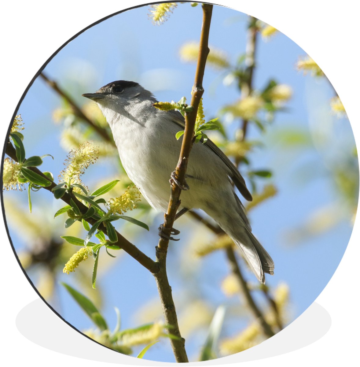 WallCircle Wandcirkel - Muurcirkel - Vogel in een boom - Aluminium - Dibond - 120x120 cm - Binnen en Buiten Multicolor