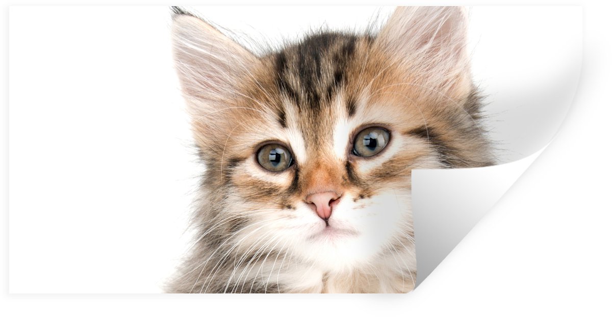 Muurstickers - Sticker Folie - Kitten - Wit - Neus - Meisjes - Kinderen - Jongens - Kids -