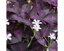 Oxalis Triangularis Plant - Valse klaver - Decoratie Binnen - Fluweelzachte bladeren - Pot 12 cm - Paars