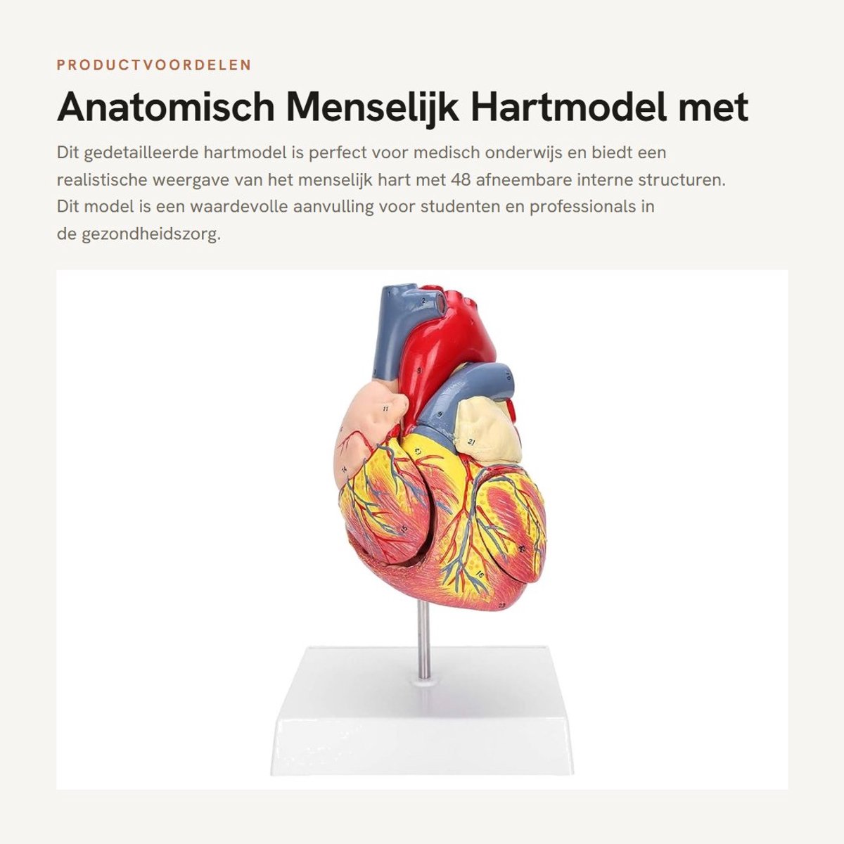 Dailygoods- Hartmodel met 48 afneembare structuren - Anatomisch model - Medisch onderwijs - Nauwkeurig pedagogisch gebruik - 2 delen - 3 onderdelen