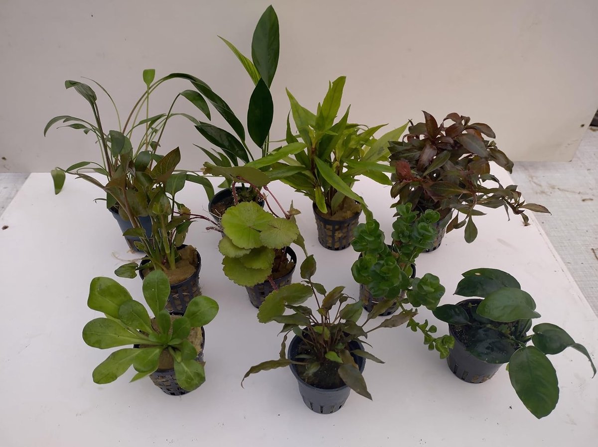 10 potten aquariumplanten set waterplanten ideaal voor beginners