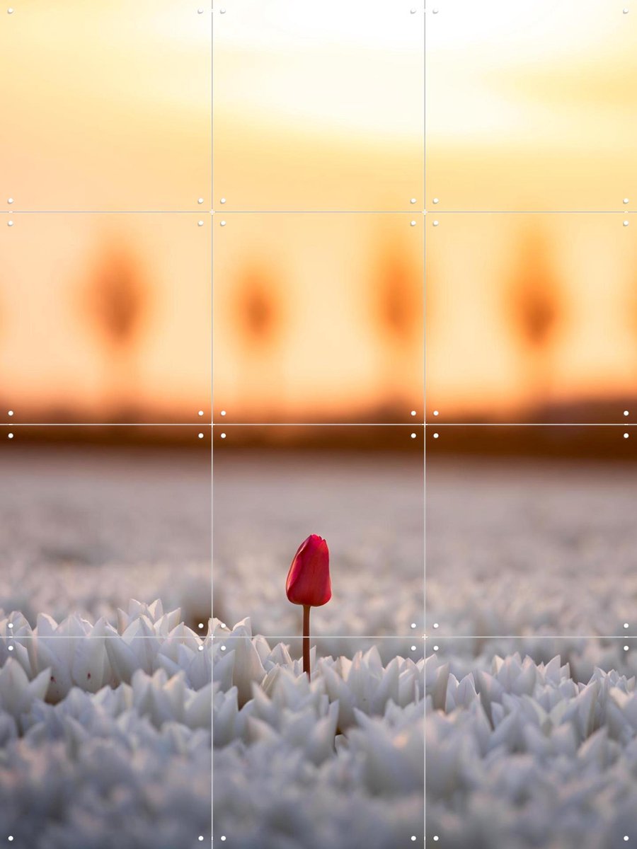 IXXI A Single Bloom, Claire Droppert - 60 x 80 cm - Gratis ophangtool - Grote wanddecoratie en posters - Fotografie, Woonkamer, Slaapkamer, Tulpen