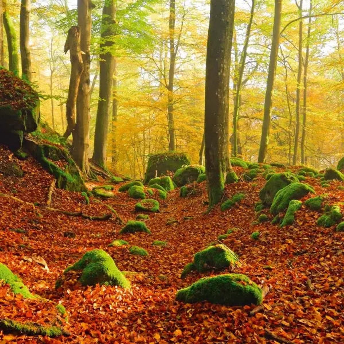 Deep Forest Kalender 2027