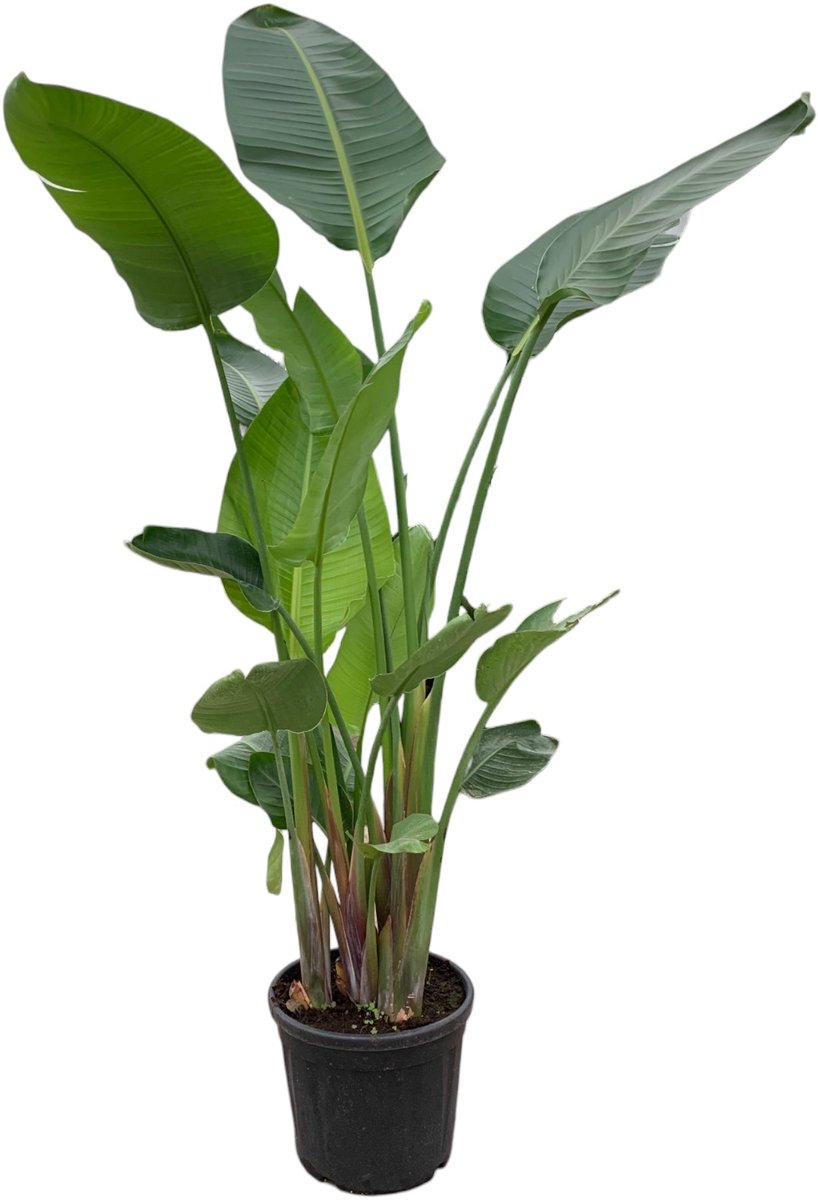 Bol.com Trendyplants - Strelitzia Nicolai - Paradijsvogelbloem - Kamerplant - Hoogte 215-235 cm - Potmaat Ø27cm aanbieding
