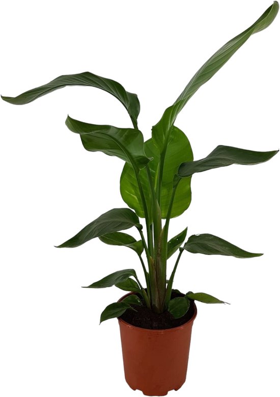 Trendyplants - Strelitzia Nicolai - Paradijsvogelbloem - Kamerplant - Hoogte 60-80 cm - Potmaat Ø17cm