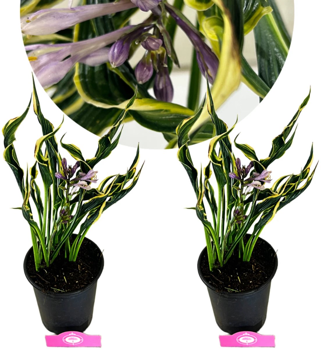 Set van 2 Hosta 'Hands Up' - vaste plant - 13 cm pot