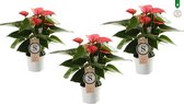 Hellogreen Kamerplant - Set van 3 - Anthurium Pink Champion - 30 cm