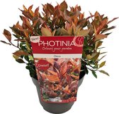 Glansmispel per stuk | Photinia fraseri 'Chico' ® - Buitenplant in kwekerspot ⌀13 cm - ↕25-30 cm