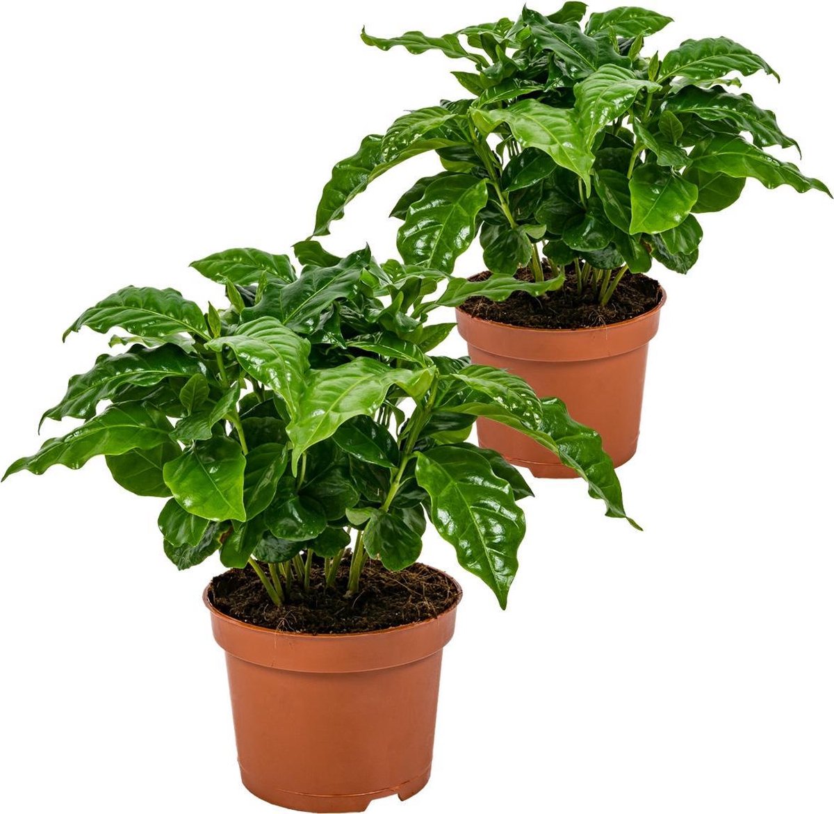 Mini Cactus Set - 3 Stuks - 5.5 cm - Hoogte: 5-10 cm | Pur