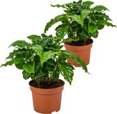 Bol.com Koffieplant | Coffea Arabica per 2 stuks - Kamerplant in kwekerspot ⌀12 cm - ↕25 cm aanbieding