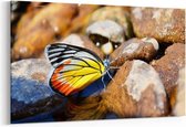 Schilderij - Prachtige vlindervleugels — 100x70 cm