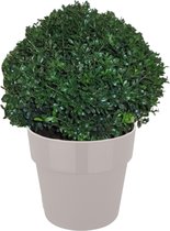 Hagen en struiken van Botanicly – Ilex Crenata Stokes in grijs pot als set – Hoogte: 35 cm