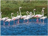 Poster – Familie Flamingo's in het Water - 40x30cm Foto op Posterpapier