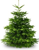 KRSTBM Nordmann Kerstboom - 125 - 150cm - A-kwaliteit kerstboom met tevredenheidsgarantie