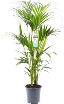 Kamerplant van Botanicly – Kentiapalm  – Hoogte: 120 cm – Howea forsteriana Kentia