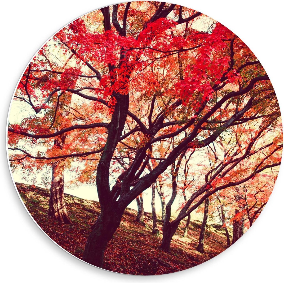 Forex Wandcirkel - Rij met Bomen met Rode Herfstbladeren - 50x50cm Foto op Wandcirkel (met ophangsysteem)