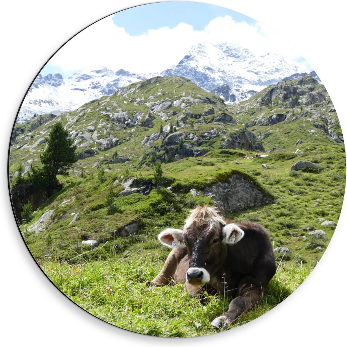 Dibond Wandcirkel - Liggende Koe in de Bergen - 50x50cm Foto op Aluminium Wandcirkel (met ophangsysteem)