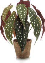 Kunstplant Begonia maculata 33 cm