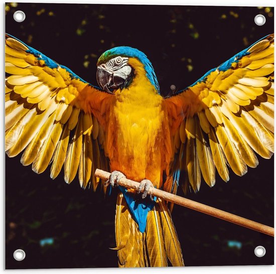 Tuinposter – Papegaai met Gespreide Vleugels  - 50x50cm Foto op Tuinposter  (wanddecoratie voor buiten en binnen)
