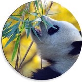 Dibond Wandcirkel - Etende Panda - 50x50cm Foto op Aluminium Wandcirkel (met ophangsysteem)