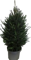 Boom van Botanicly – Picea glauca Super Green – Hoogte: 130 cm