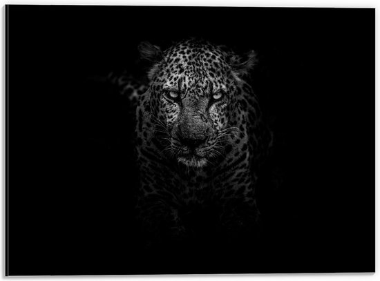Dibond - Hoofd van Luipaard op Zwarte Achtergrond  - 40x30cm Foto op Aluminium (Met Ophangsysteem)