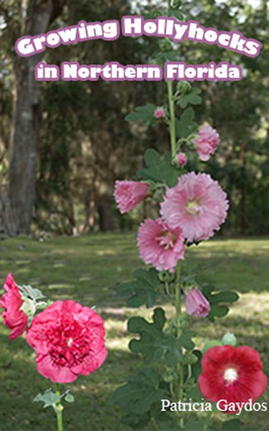 Growing Hollyhocks in Northern Florida - cover