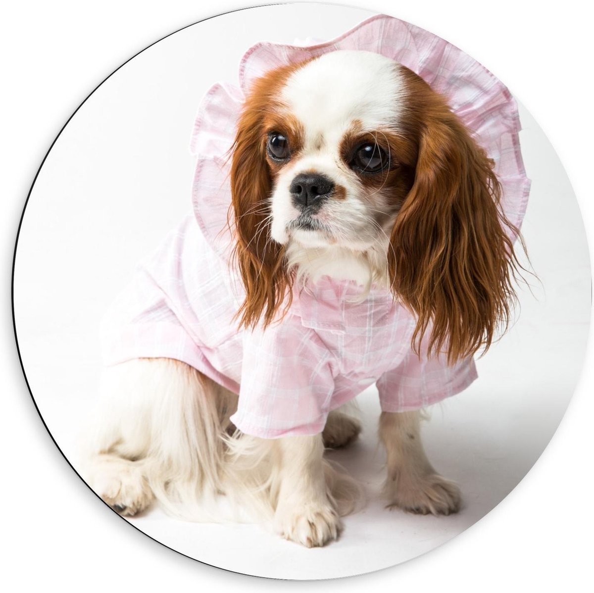 KuijsFotoprint Dibond Wandcirkel - Klein Hondje met Roze Pakje aan - 60x60cm Foto op Aluminium Wandcirkel (met ophangsysteem) Bruin