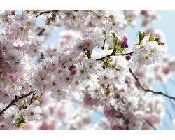 Fotobehang Spring