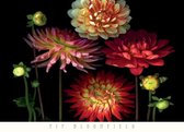 Pip Bloomfield - Dahlia Garden Kunstdruk 91x66cm
