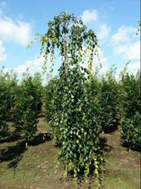 Groene treurbeuk - Fagus syl. Pendula | Omtrek: 10-14 cm | Hoogte: 300 cm