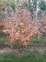 Krentenboom - Amelanchier lamarckii - meerstammig | Hoogte: 150-200 cm