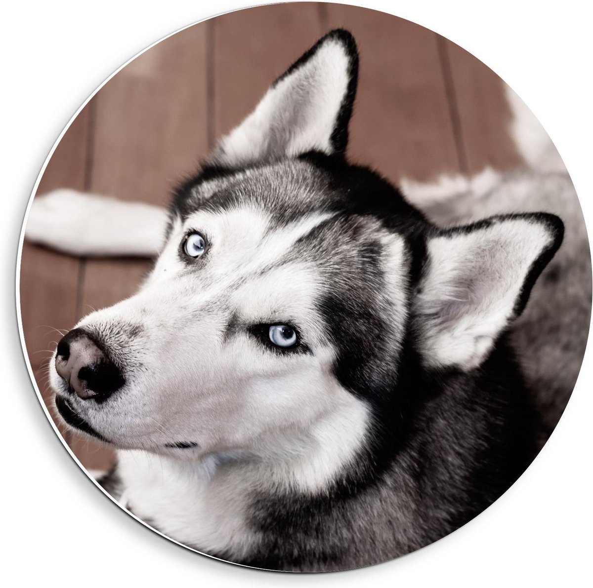 KuijsFotoprint - Schilderij - Husky Houten Vloer - Zwart, Wit En Bruin - 40 X 40 Cm